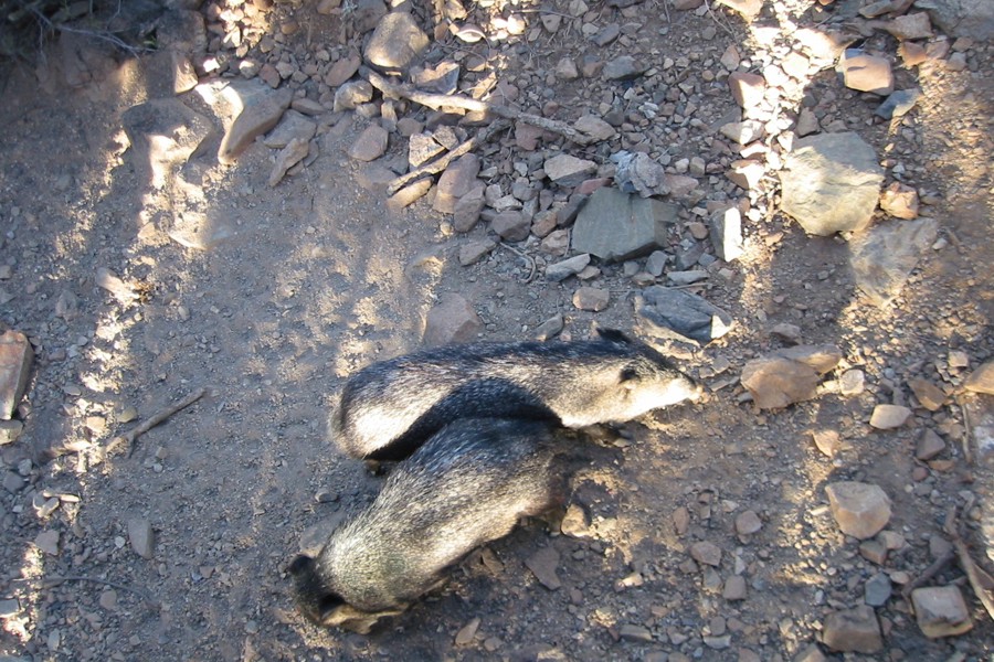 ../image/wild pigs at the desert museum.jpg